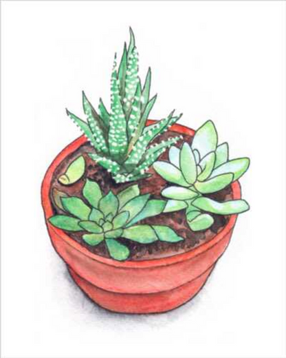 Succulents